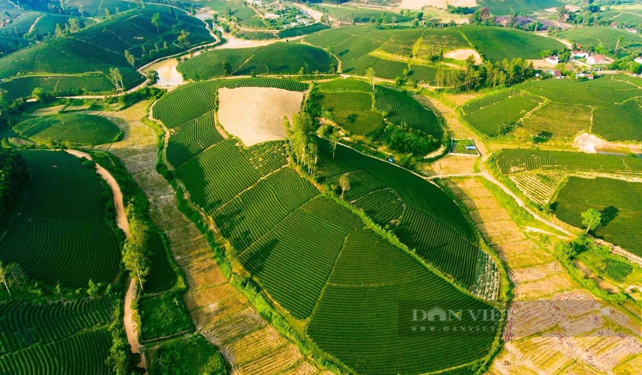 Phủ xanh những đồi trọc bằng loại cấy lá chát, mỗi năm 6 lần thu hoạch, cả xã thu về gần 40 tỷ - Ảnh 4.