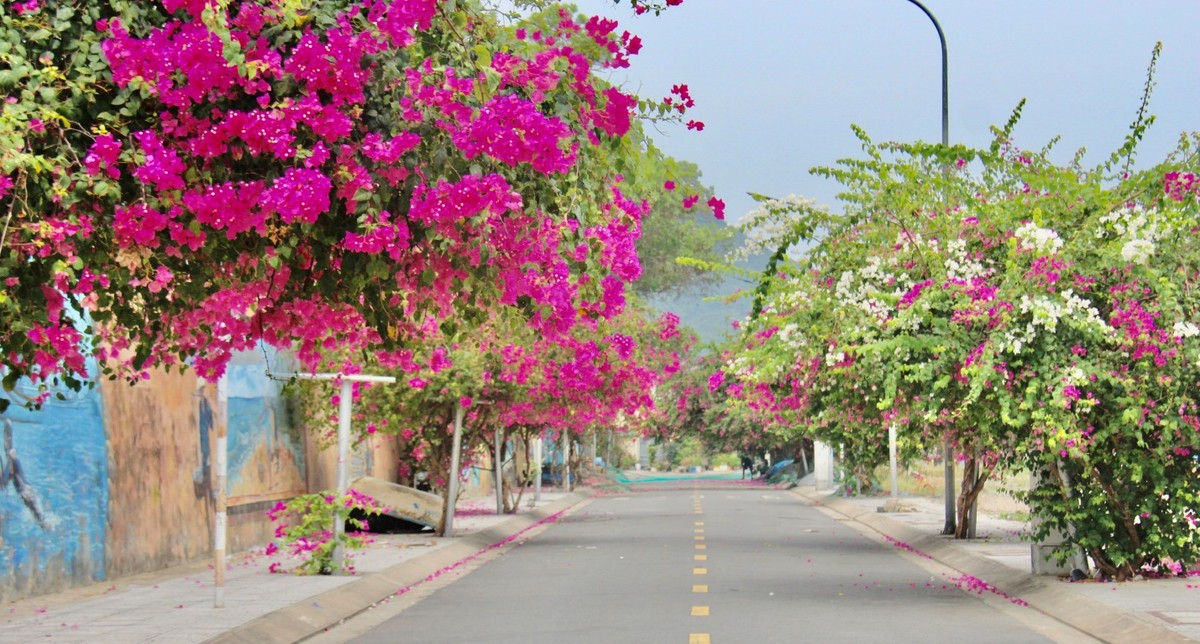 Đường hoa giấy đẹp hút hồn, nở bông không kịp cản ở TP Nha Trang của Khánh Hòa, tha hồ chụp hình, quay phim - Ảnh 2.
