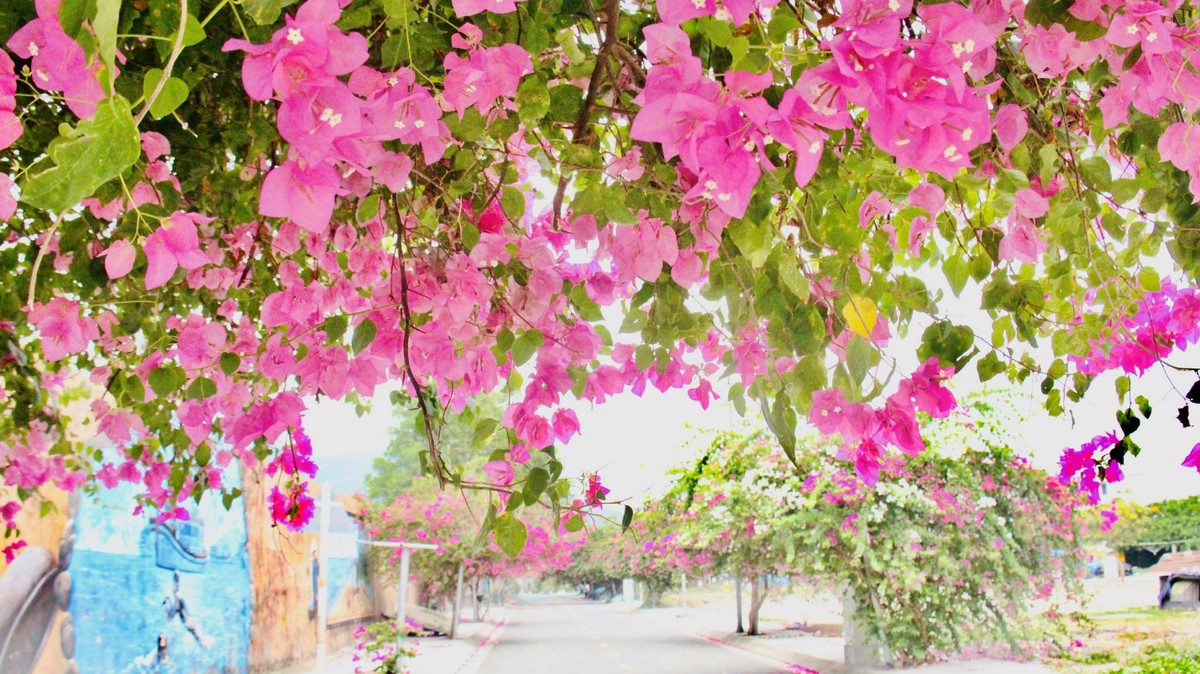 Đường hoa giấy đẹp hút hồn, nở bông không kịp cản ở TP Nha Trang của Khánh Hòa, tha hồ chụp hình, quay phim - Ảnh 14.