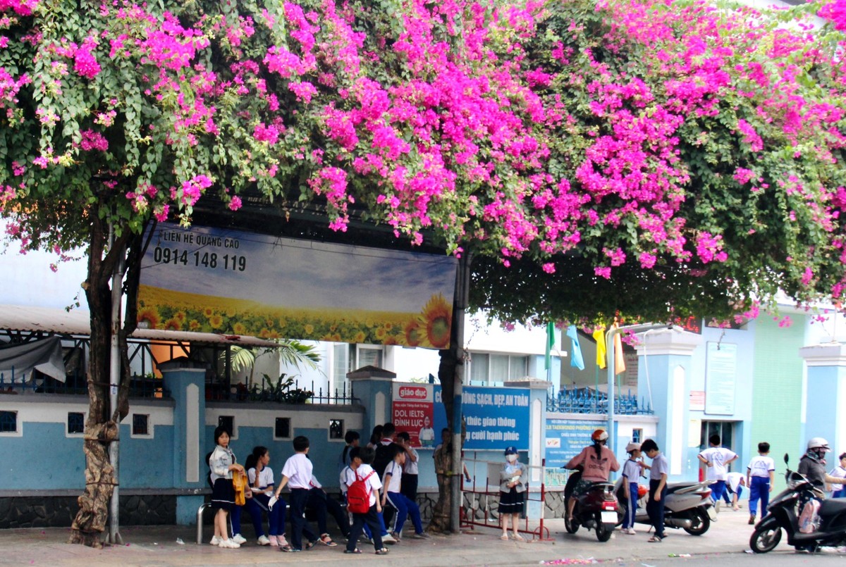 Đường hoa giấy đẹp hút hồn, nở bông không kịp cản ở TP Nha Trang của Khánh Hòa, tha hồ chụp hình, quay phim - Ảnh 6.