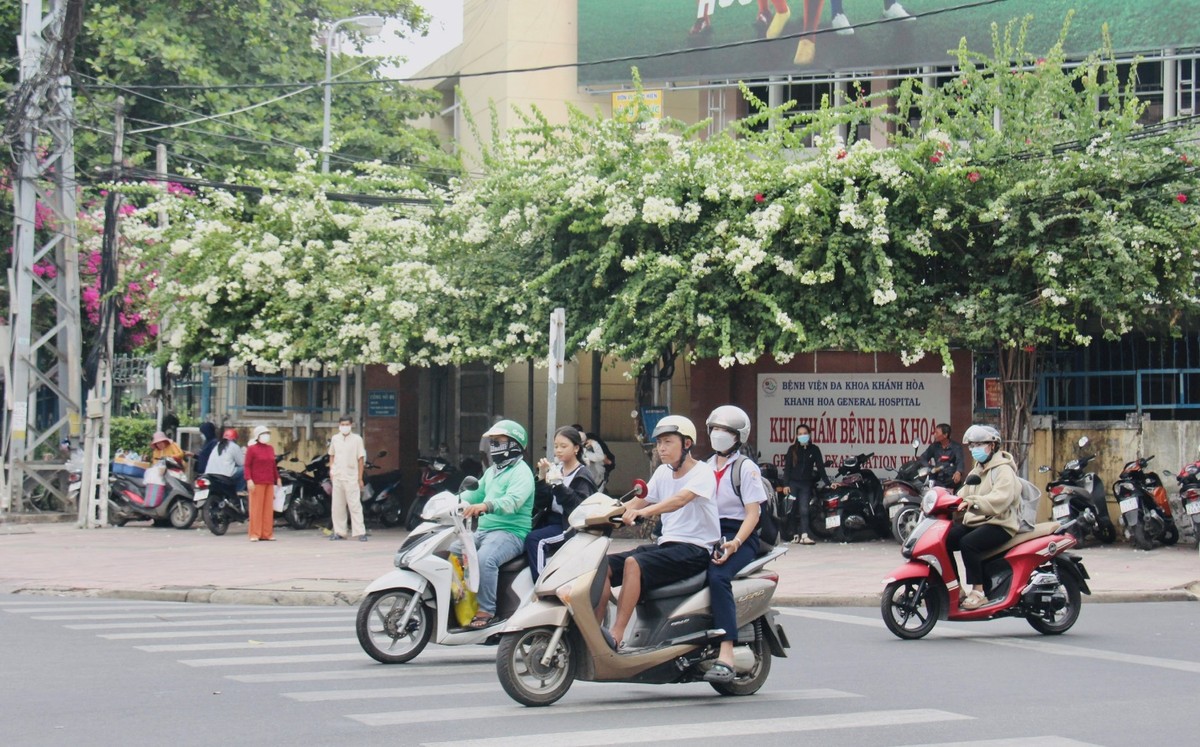 Đường hoa giấy đẹp hút hồn, nở bông không kịp cản ở TP Nha Trang của Khánh Hòa, tha hồ chụp hình, quay phim - Ảnh 12.