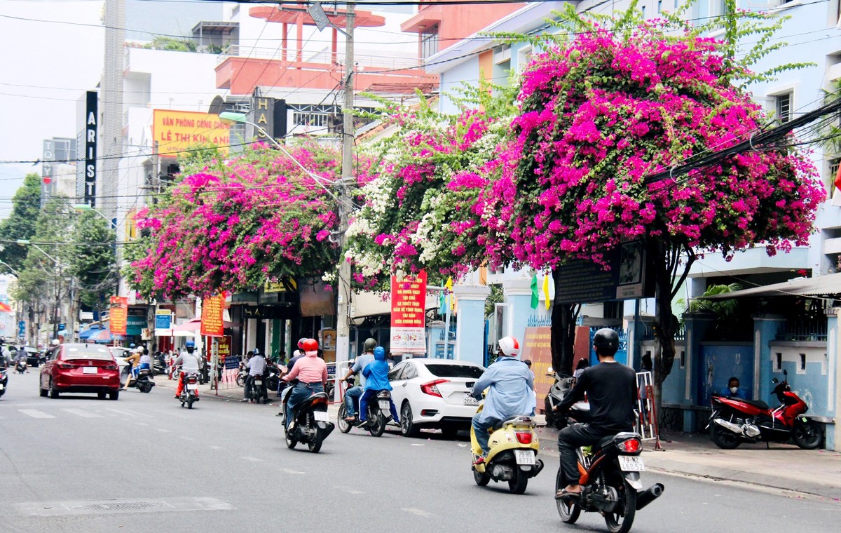 Đường hoa giấy đẹp hút hồn, nở bông không kịp cản ở TP Nha Trang của Khánh Hòa, tha hồ chụp hình, quay phim - Ảnh 10.