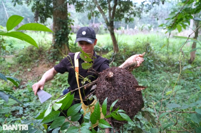 Nghề lạ ở vùng cao săn thứ &quot;lộc rừng&quot; vừa bổ vừa ngon, kiếm tiền triệu mỗi ngày - Ảnh 1.