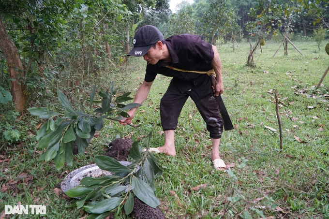 Nghề lạ ở vùng cao săn thứ &quot;lộc rừng&quot; vừa bổ vừa ngon, kiếm tiền triệu mỗi ngày - Ảnh 3.