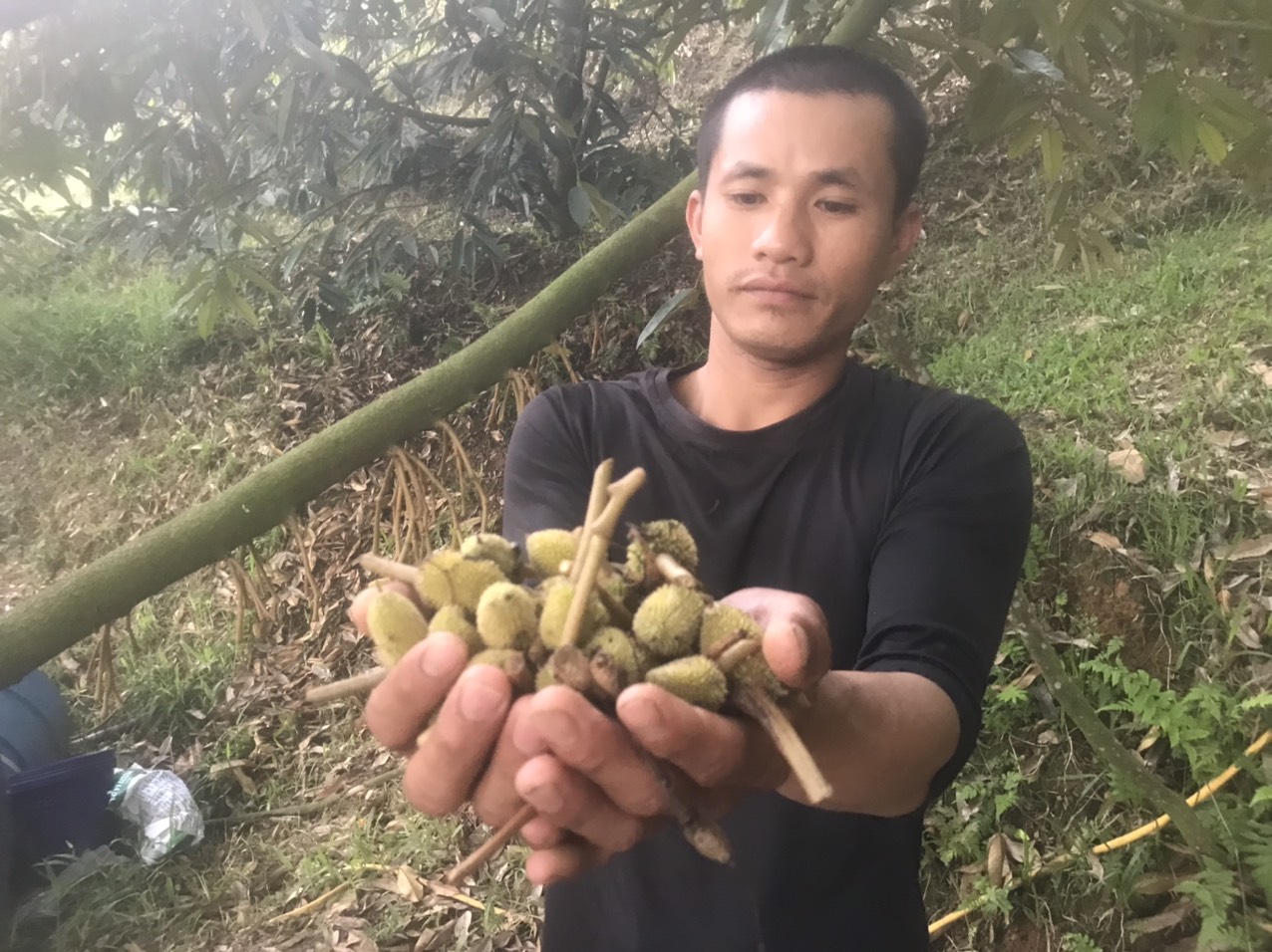 Sốc nhiệt, một loại quả ngon, bổ dưỡng, bán đắt tiền ở Khánh Hòa rụng hàng loạt trái non, xót hết cả ruột - Ảnh 1.
