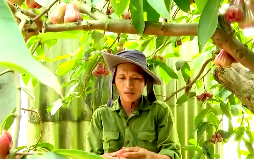 Trồng trái đặc sản ngủ trong mùng, hái không kịp bán, anh nông dân Bà Rịa-Vũng Tàu thu tiền tỷ 