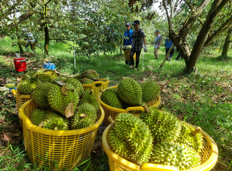 Làm sầu riêng chính vụ giá ít khi đột biến, nhưng nhà vườn rất thích vì điều này