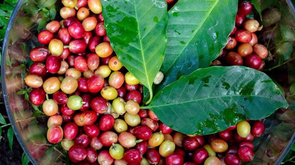 Giá cà phê hai sàn củng cố trái chiều, cà phê nội sát mốc 58.000 đồng/kg - Ảnh 3.