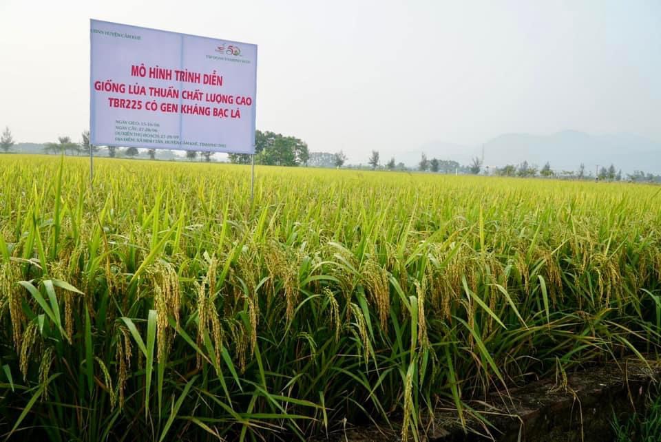 Phú Thọ: Giống lúa TBR225 có gen kháng bạc lá vẫn cho lãi 22 triệu đồng/ha dù gặp thời tiết khô hạn - Ảnh 1.