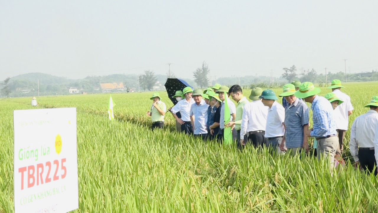 Phú Thọ: Giống lúa TBR225 có gen kháng bạc lá vẫn cho lãi 22 triệu đồng/ha dù gặp thời tiết khô hạn - Ảnh 2.