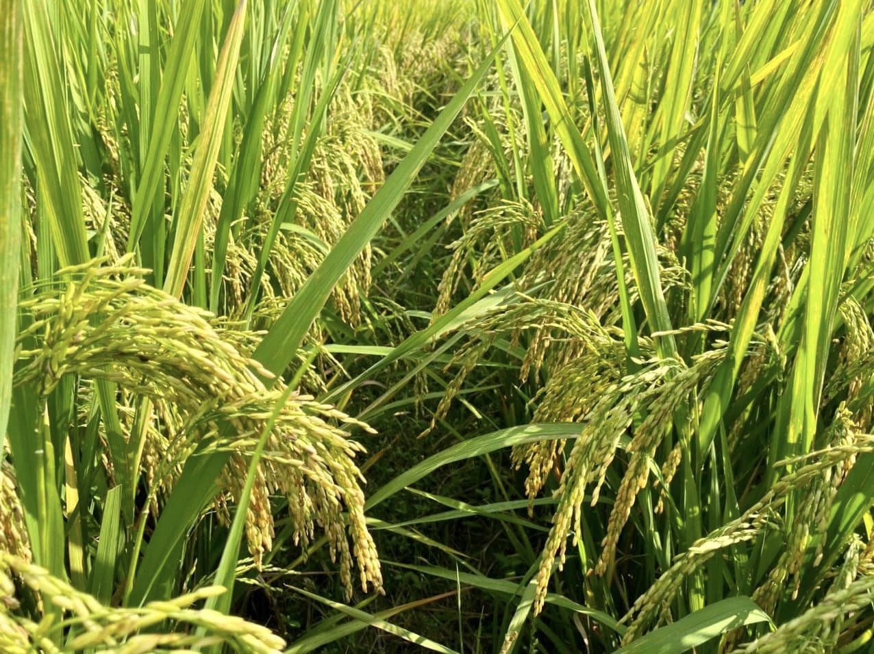 Phú Thọ: Giống lúa TBR225 có gen kháng bạc lá vẫn cho lãi 22 triệu đồng/ha dù gặp thời tiết khô hạn - Ảnh 3.