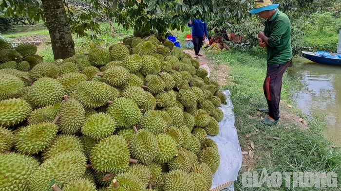 Cận cảnh mùa thu hoạch sầu riêng ở miền Tây - Ảnh 1.