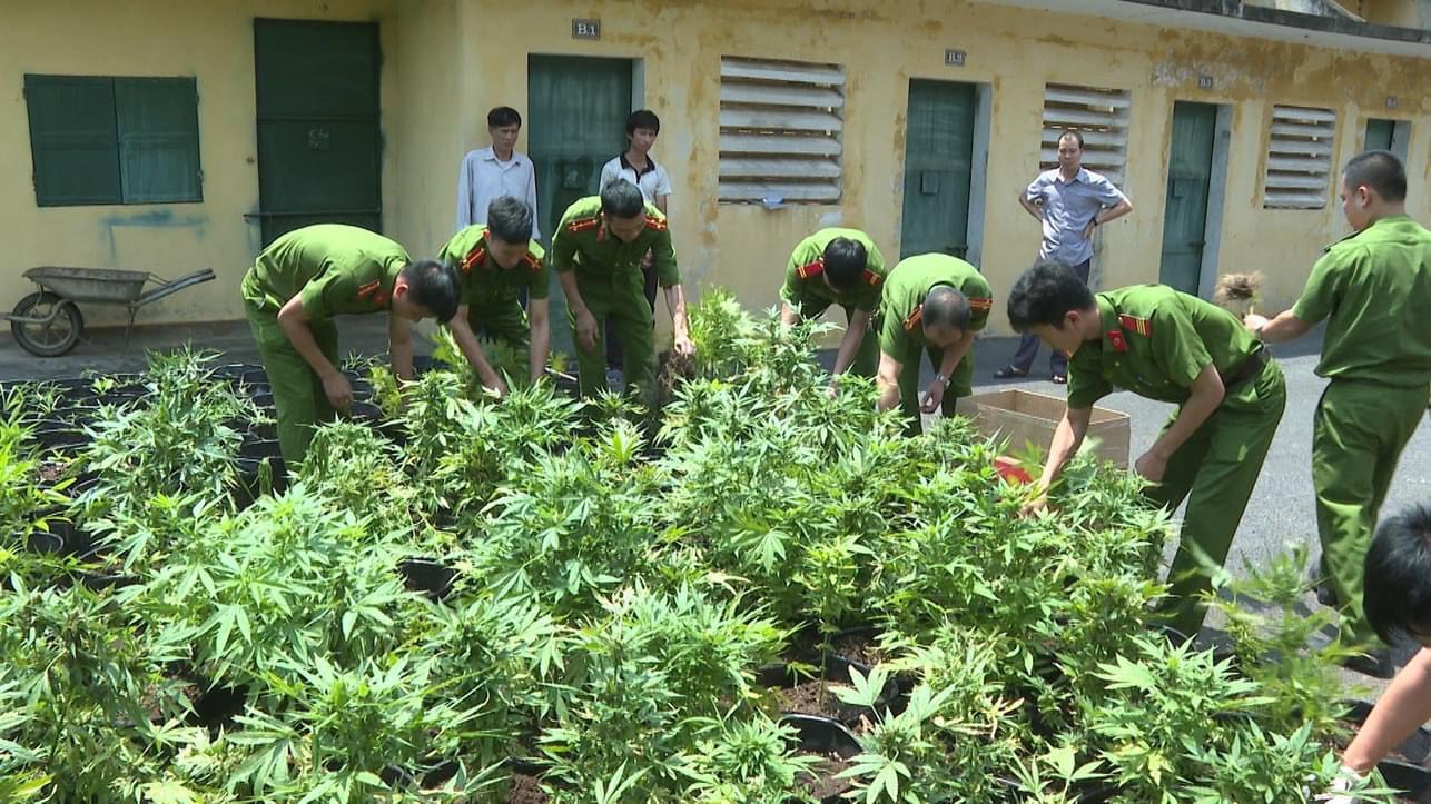 Nhóm đối tượng trồng cần sa trong vườn ở Phú Thọ, rồi chuyển về Hà Nội &quot;chế biến&quot; - Ảnh 1.