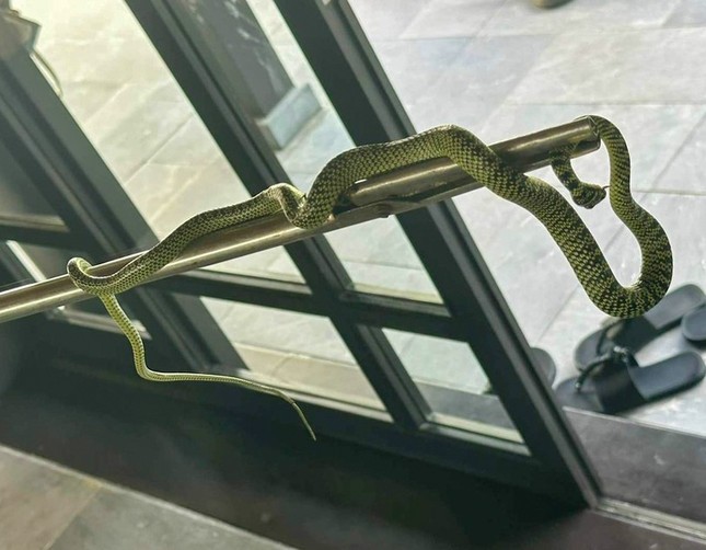 Quảng Nam thông tin việc rắn xuất hiện trong phòng khách sạn siêu sang giá 60 triệu/đêm - Ảnh 1.