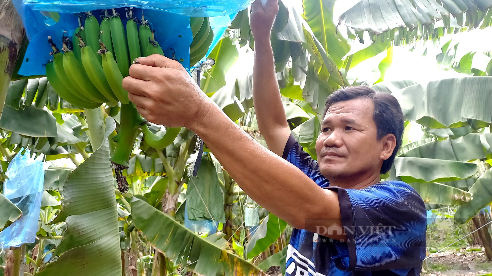 Trồng trái xuất khẩu đứng thứ 2 của Việt Nam, anh nông dân ở Tứ giác Long Xuyên thu lời 18 tỷ đồng/vụ - Ảnh 1.