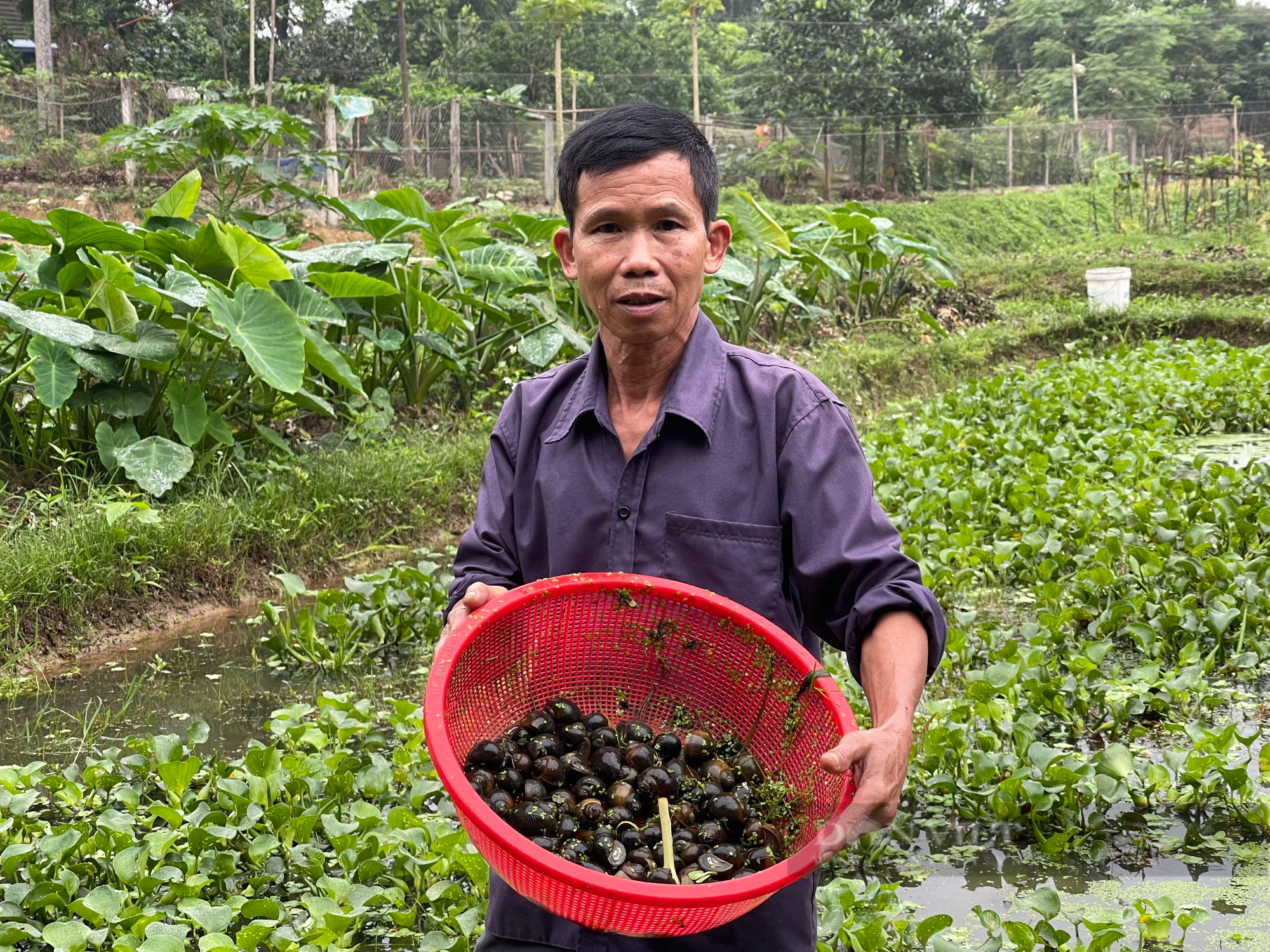 Nuôi ốc nhồi thu hơn 200 triệu đồng/năm, ông nông dân Thái Nguyên trở thành hộ sản xuất kinh doanh giỏi - Ảnh 2.