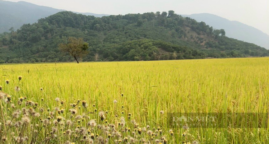Bình Thuận: Áp dụng phát triển nông nghiệp hữu cơ công nghệ cao, nâng cao thu nhập cho người dân - Ảnh 2.