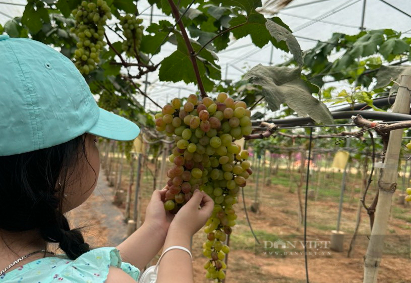 Bình Thuận: Áp dụng phát triển nông nghiệp hữu cơ công nghệ cao, nâng cao thu nhập cho người dân - Ảnh 6.