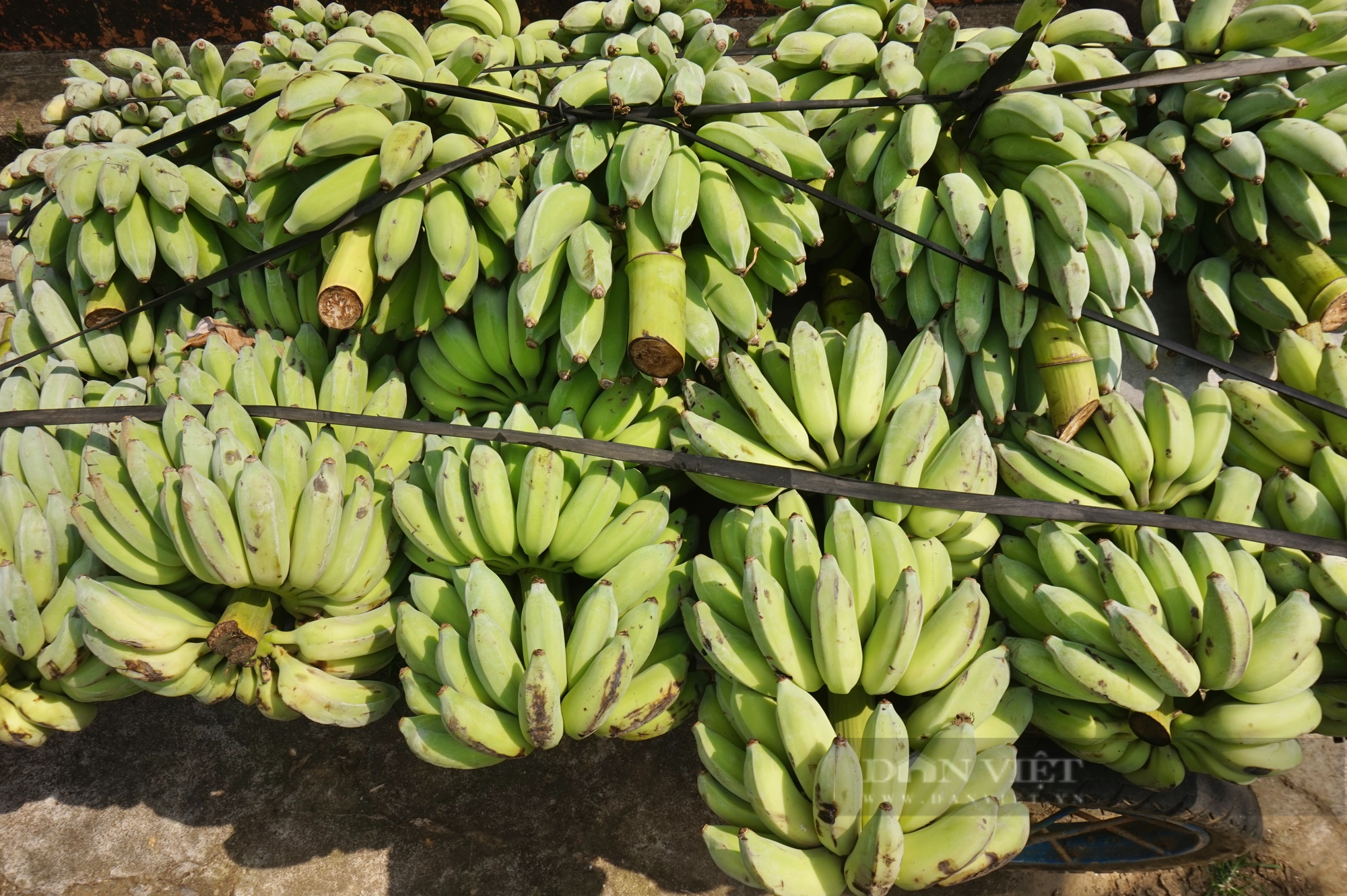 Quảng Nam: Nuôi loài “nghiện” trái cây, ăn cá đồng, anh nông dân bán 8 triệu đồng/cặp - Ảnh 4.
