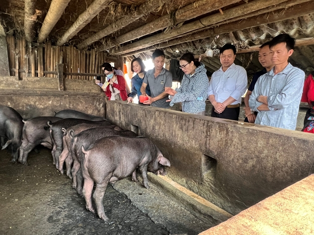 Lào Cai: Giá lợn hơi đang thấp, nông dân ở đây nuôi lợn gì mà bán được 70.000 đồng/kg, thu lời to? - Ảnh 2.