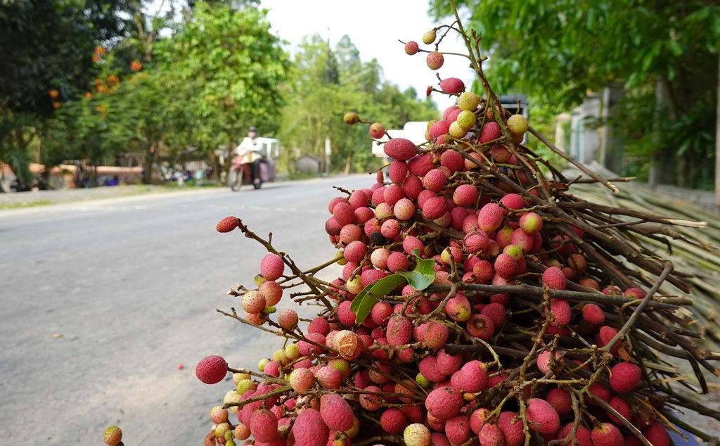 Thứ quả rừng ở An Giang nói tên nhiều người đã tứa nước miếng, kên răng, nhiều người kêu &quot;Lạ quá héng&quot; - Ảnh 15.