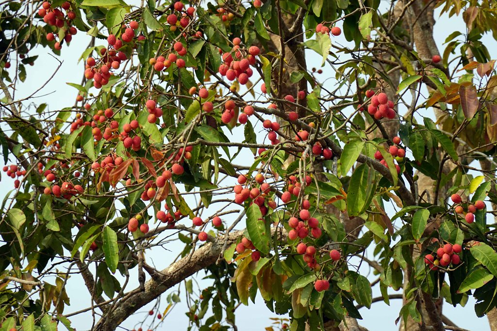 Thứ quả rừng ở An Giang nói tên nhiều người đã tứa nước miếng, kên răng, nhiều người kêu &quot;Lạ quá héng&quot; - Ảnh 8.