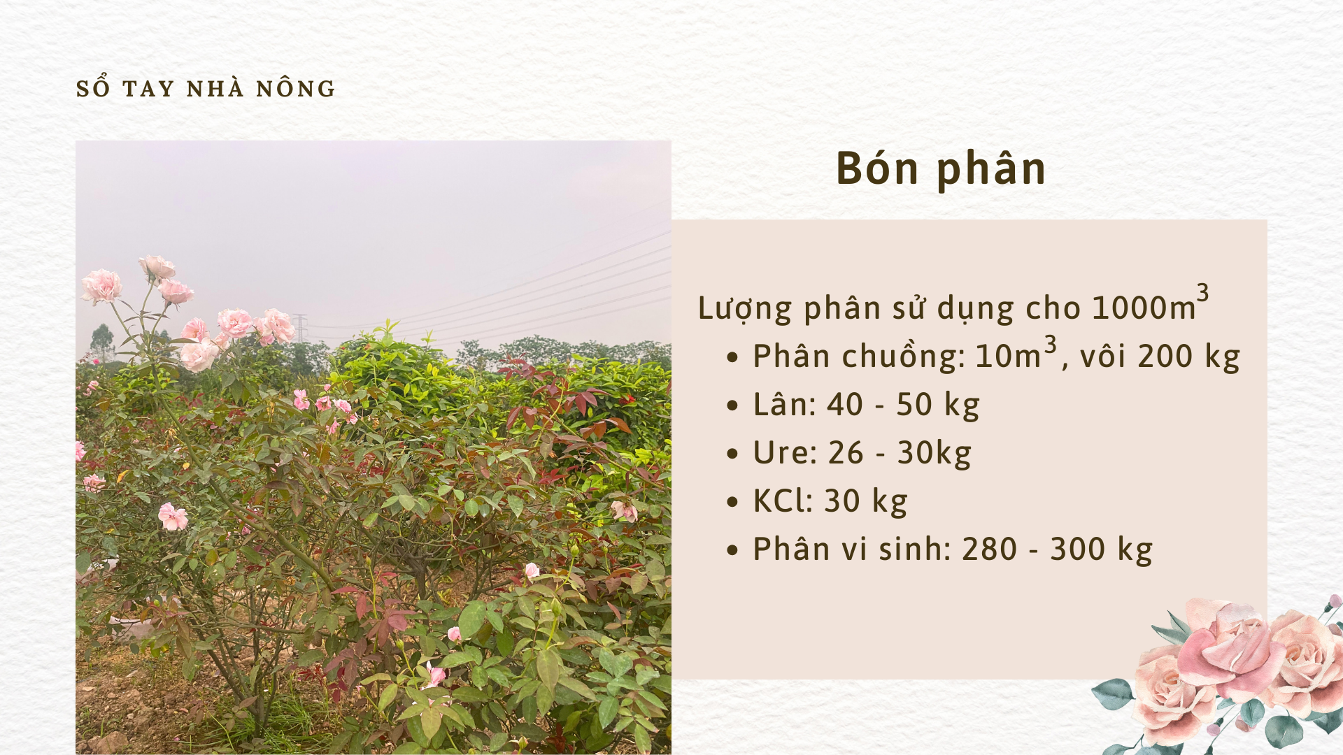 SỔ TAY NHÀ NÔNG: Kỹ thuật trồng và chăm sóc hoa hồng cổ Sapa cho người mới bắt đầu - Ảnh 4.