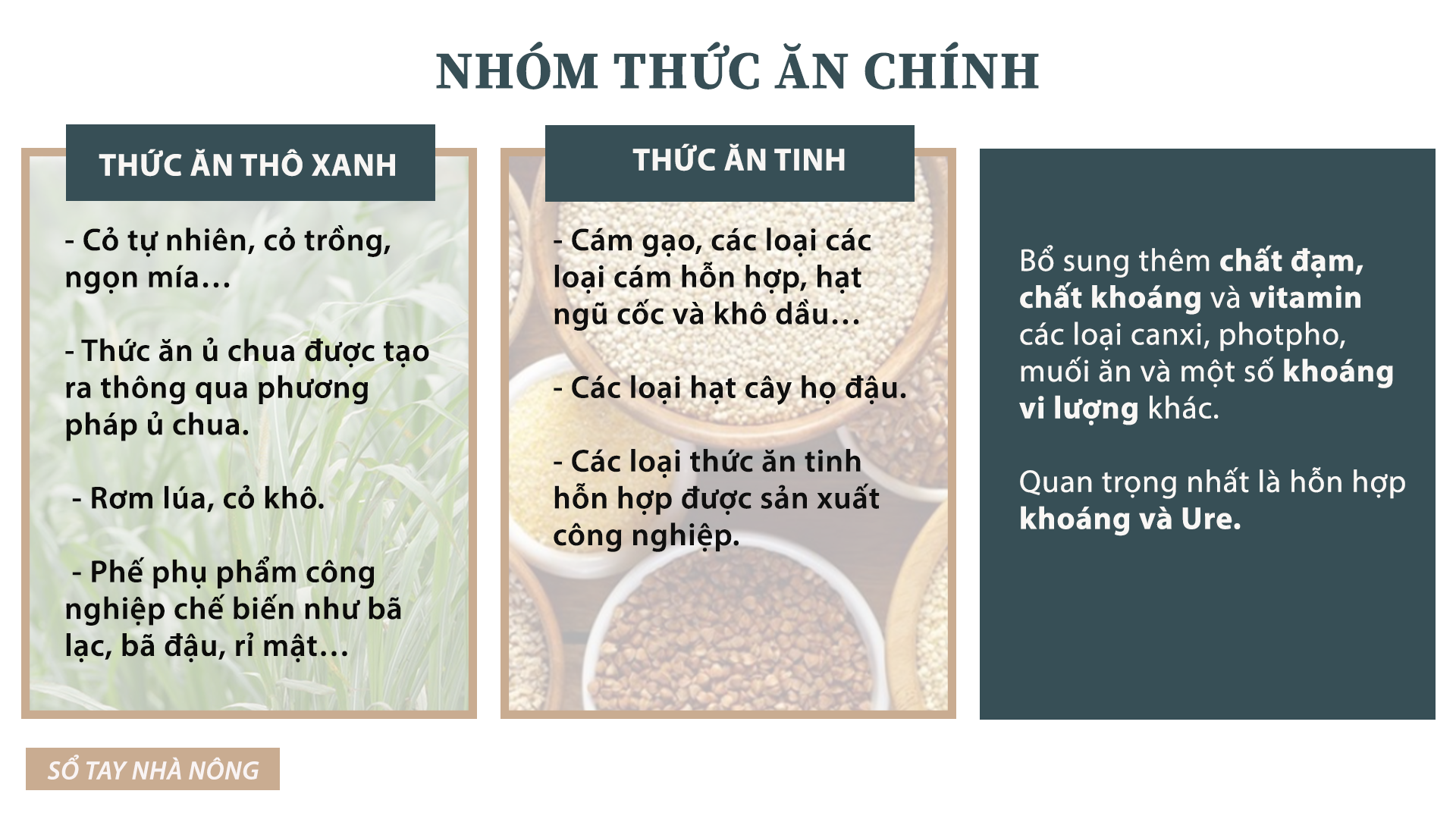 SỔ TAY NHÀ NÔNG: Tìm hiểu phương pháp chế biến thức ăn để bò HF cho siêu sữa - Ảnh 2.