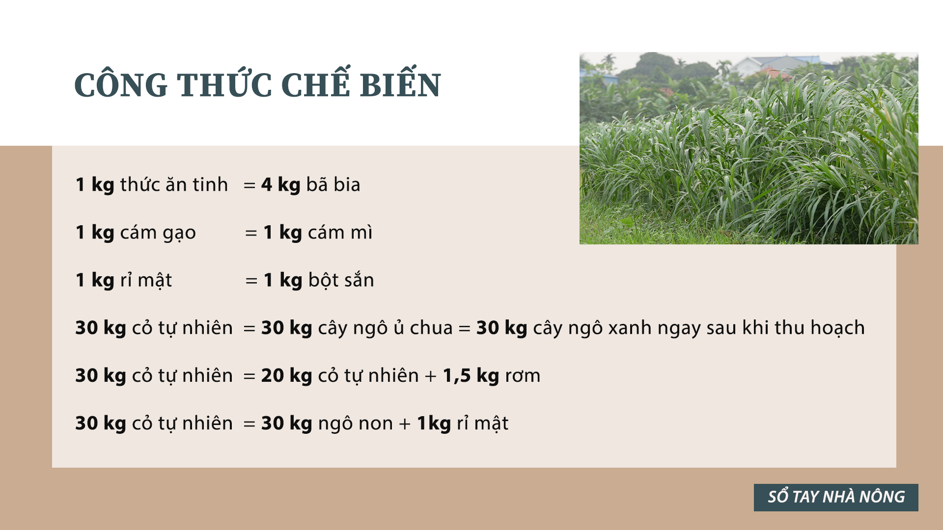 SỔ TAY NHÀ NÔNG: Tìm hiểu phương pháp chế biến thức ăn để bò HF cho siêu sữa - Ảnh 3.