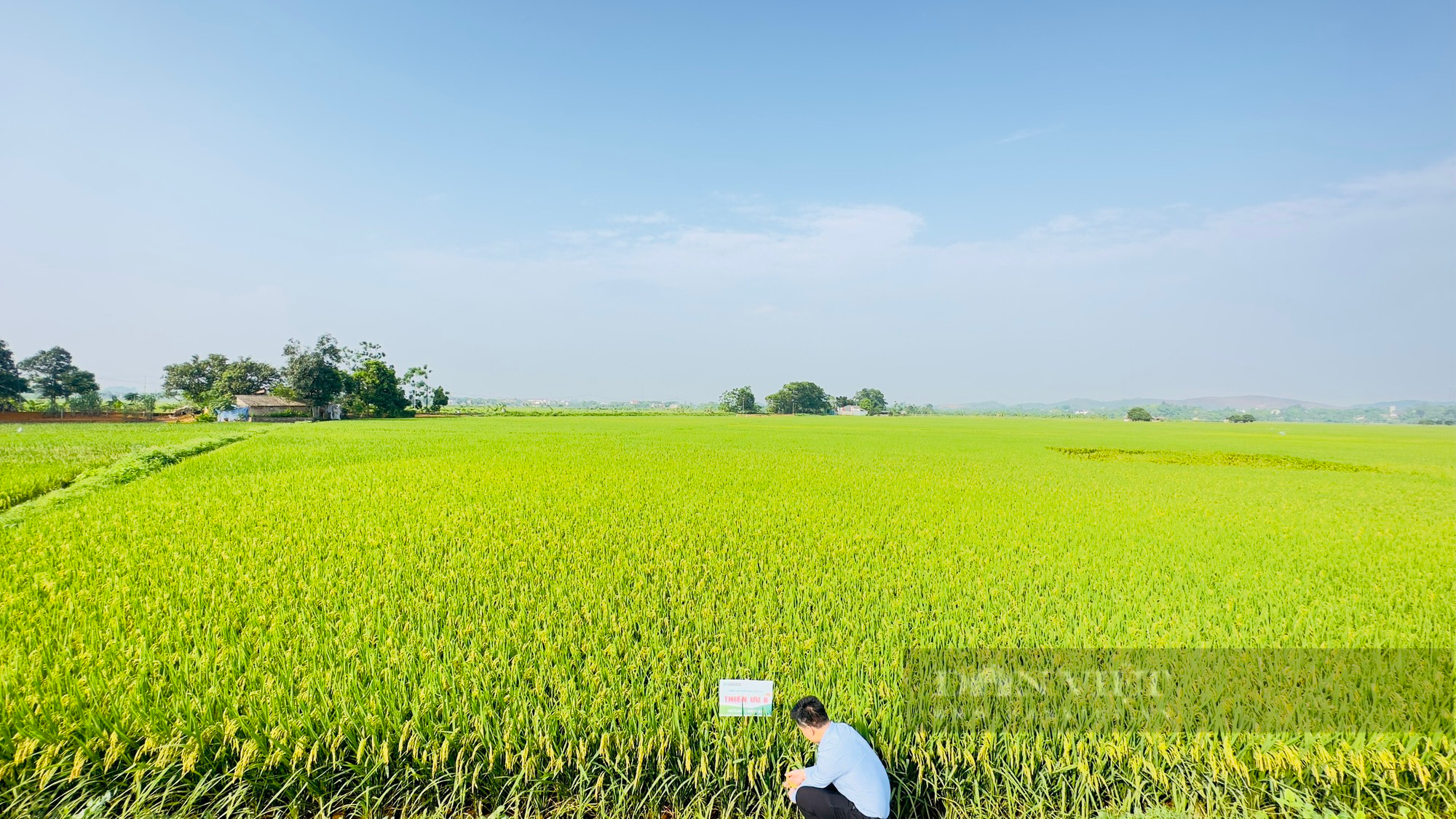 Mãn nhãn với cánh đồng lúa Thiên ưu 8 mới - Ảnh 3.