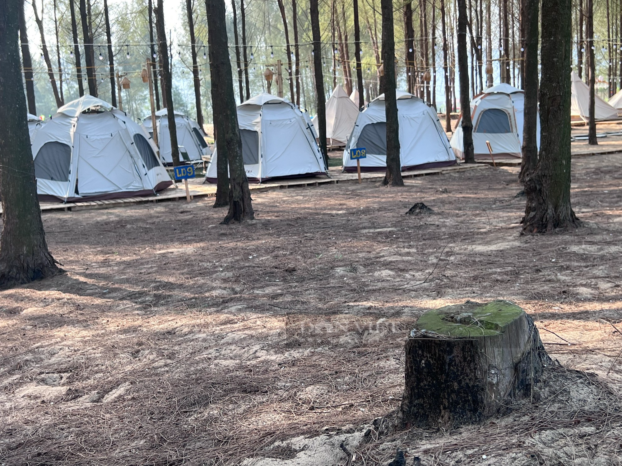 Vụ chặt rừng phòng hộ làm khu du lịch Glamping trái phép ở Thanh Hoá: Ngày 20/5 vẫn hoạt động bình thường - Ảnh 8.