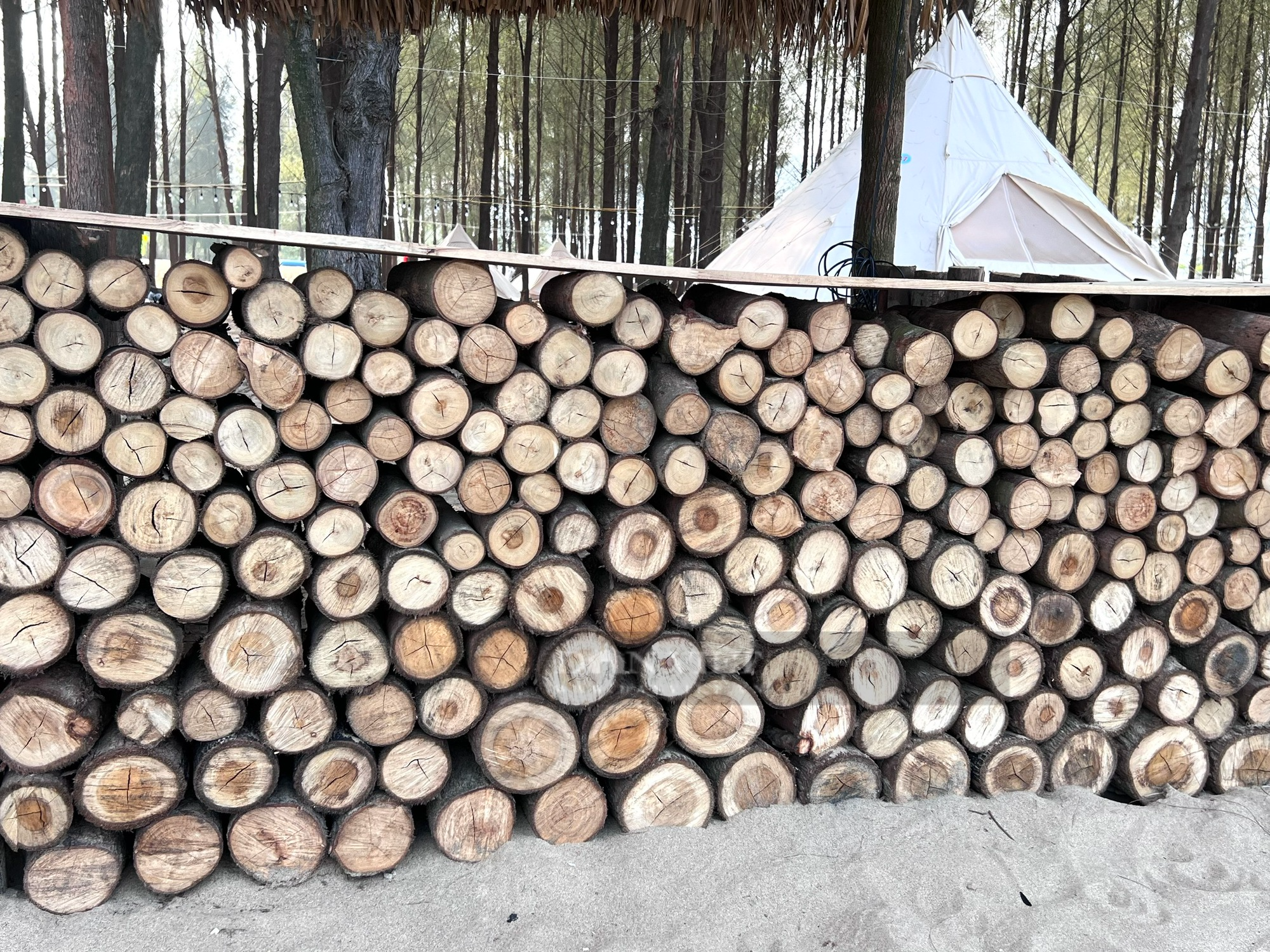 Vụ chặt rừng phòng hộ làm khu du lịch Glamping trái phép ở Thanh Hoá: Ngày 20/5 vẫn hoạt động bình thường - Ảnh 10.