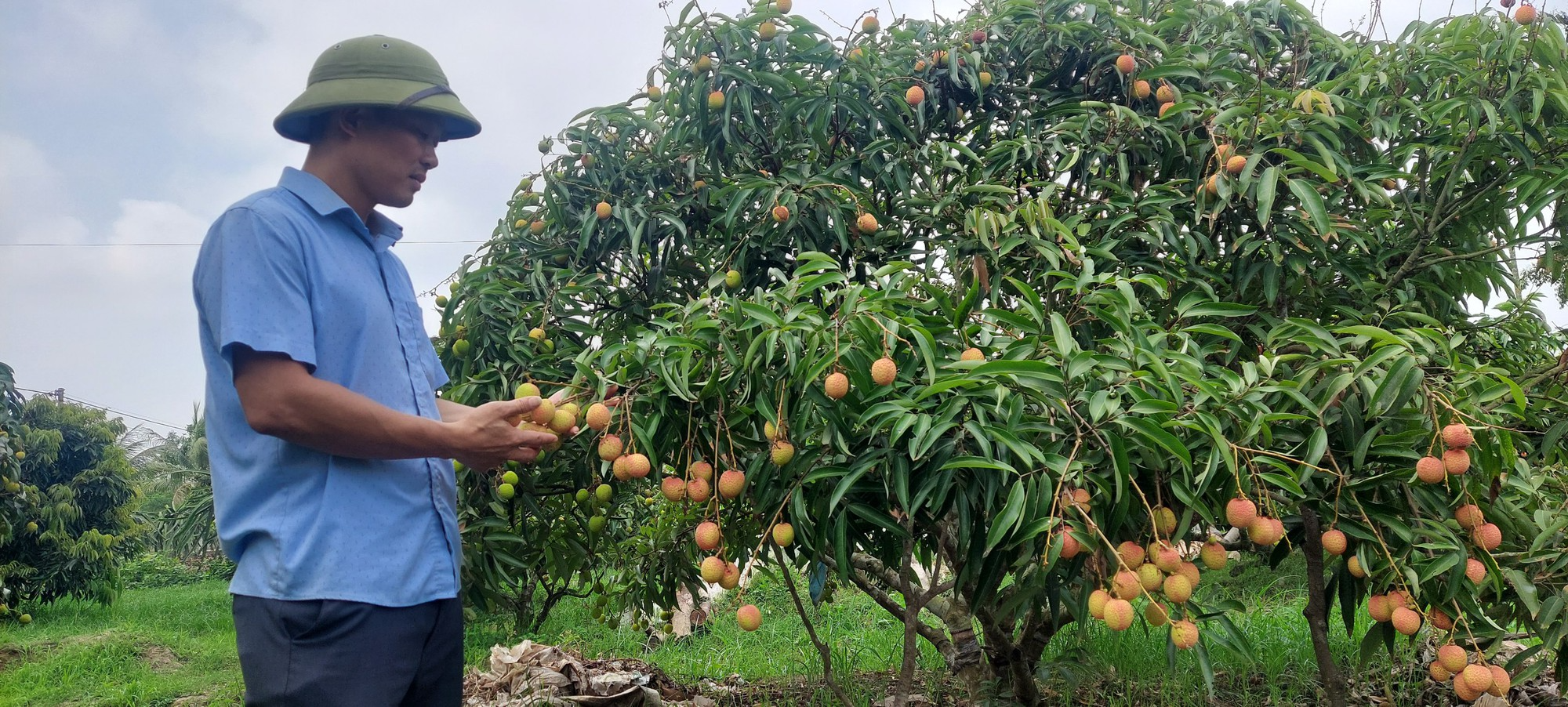 Nông dân Hải Phòng, thu hoạch vải chín sớm, ngọt ít chua nhiều, bán giá cao - Ảnh 4.