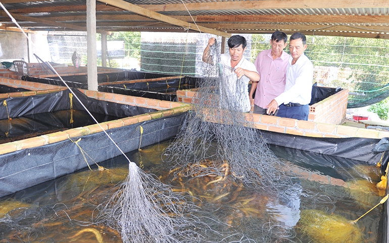Đây là con đặc sản dân Phú Yên nuôi dày đặc trong bể xi măng, kéo lên cả làng ai cũng tò mò muốn xem