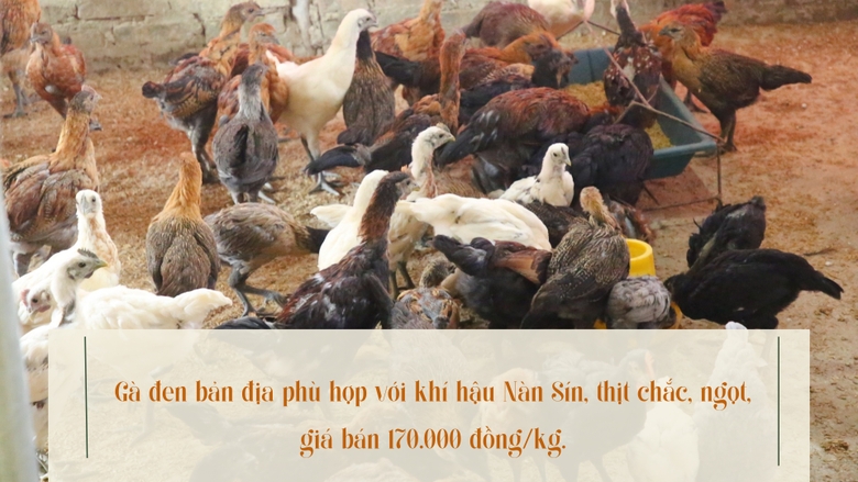 Vì sao nông dân này ở Lào Cai nuôi thứ &quot;gà lọ lem&quot; hễ bán là hết sạch? - Ảnh 1.