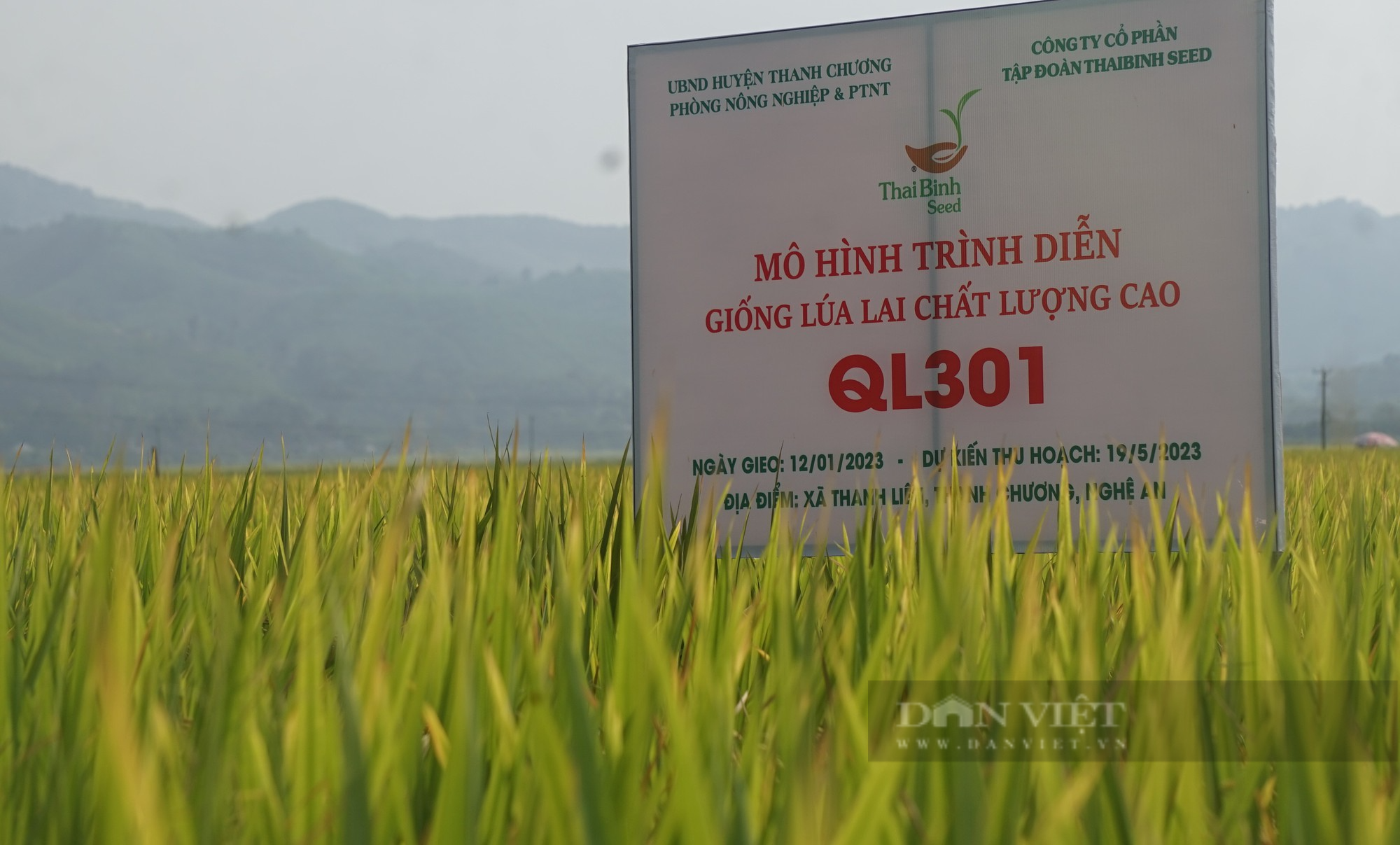 Bộ giống lúa của ThaiBinh Seed khẳng định chất lượng, cho năng suất vượt trội trên những cánh đồng Nghệ An - Ảnh 4.