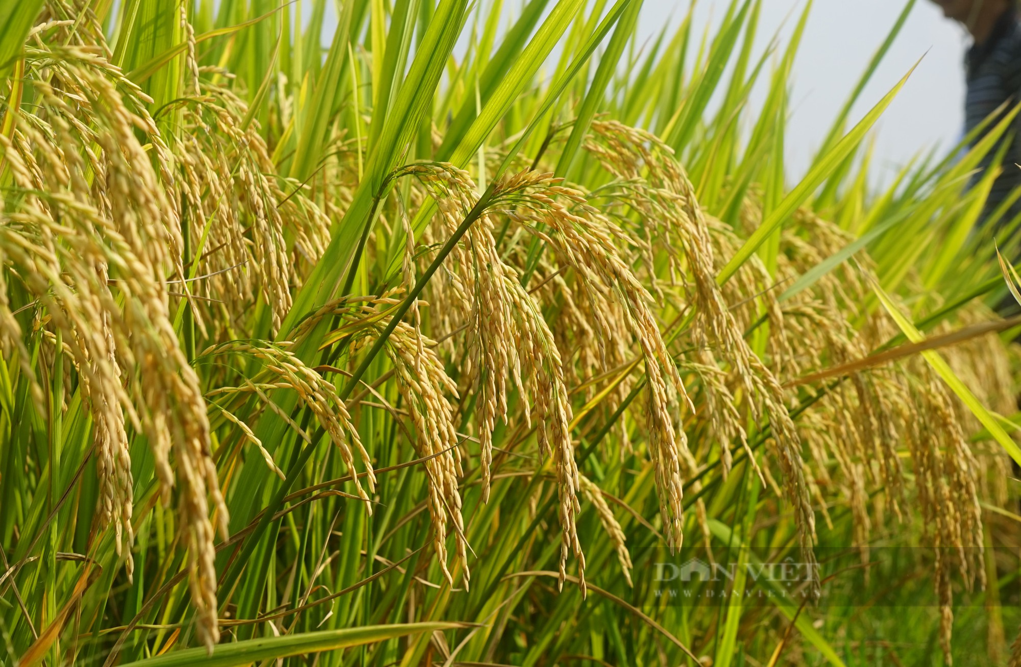 Bộ giống lúa của ThaiBinh Seed khẳng định chất lượng, cho năng suất vượt trội trên những cánh đồng Nghệ An - Ảnh 5.