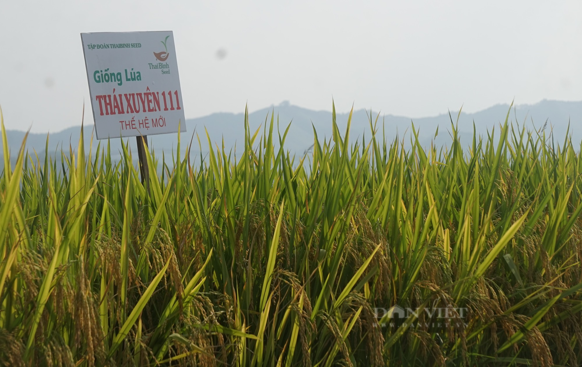 Bộ giống lúa của ThaiBinh Seed khẳng định chất lượng, cho năng suất vượt trội trên những cánh đồng Nghệ An - Ảnh 8.