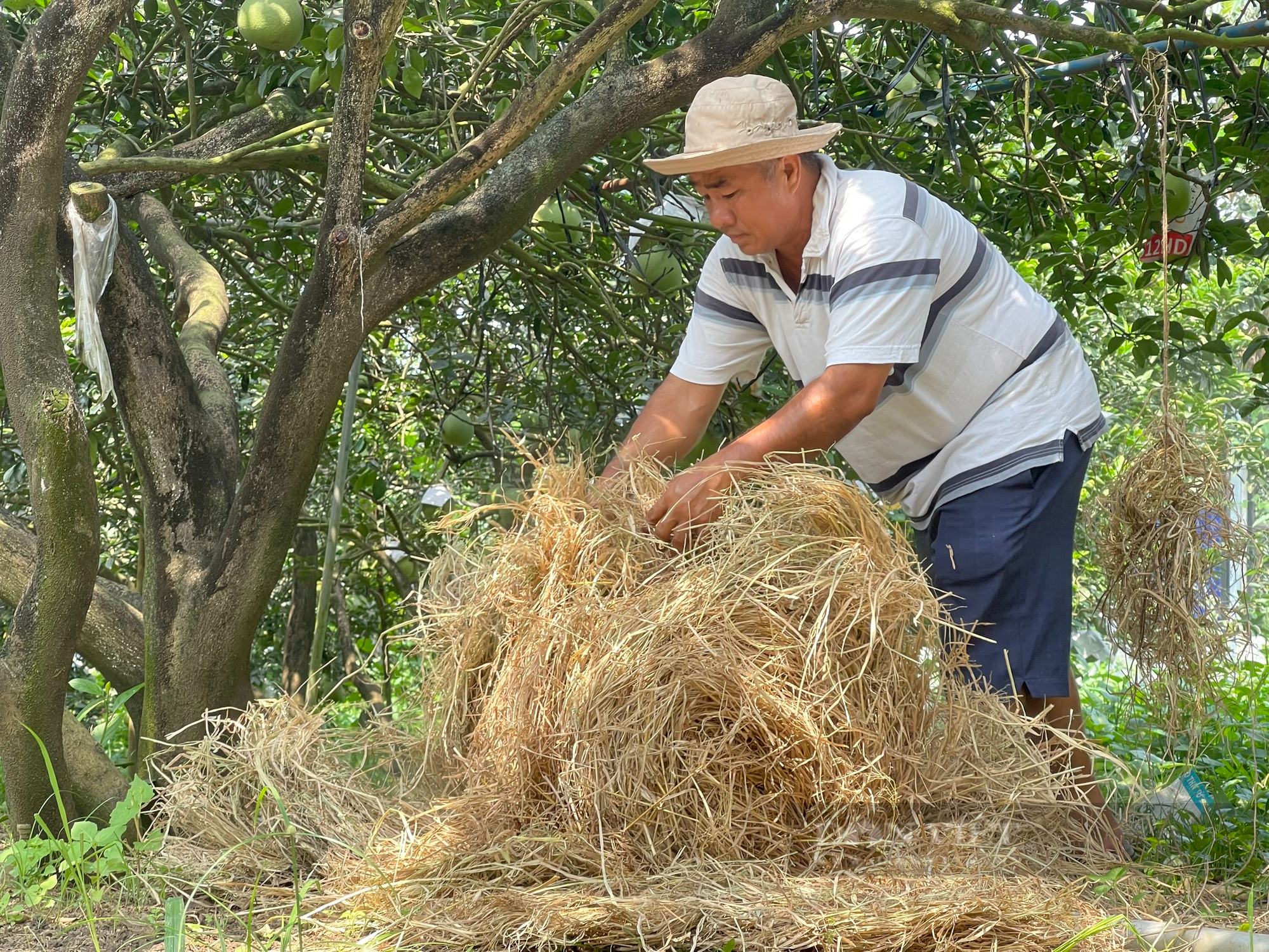 Bán rơm rạ, nông dân Đồng Nai thu về 2,5 triệu/ha - Ảnh 4.