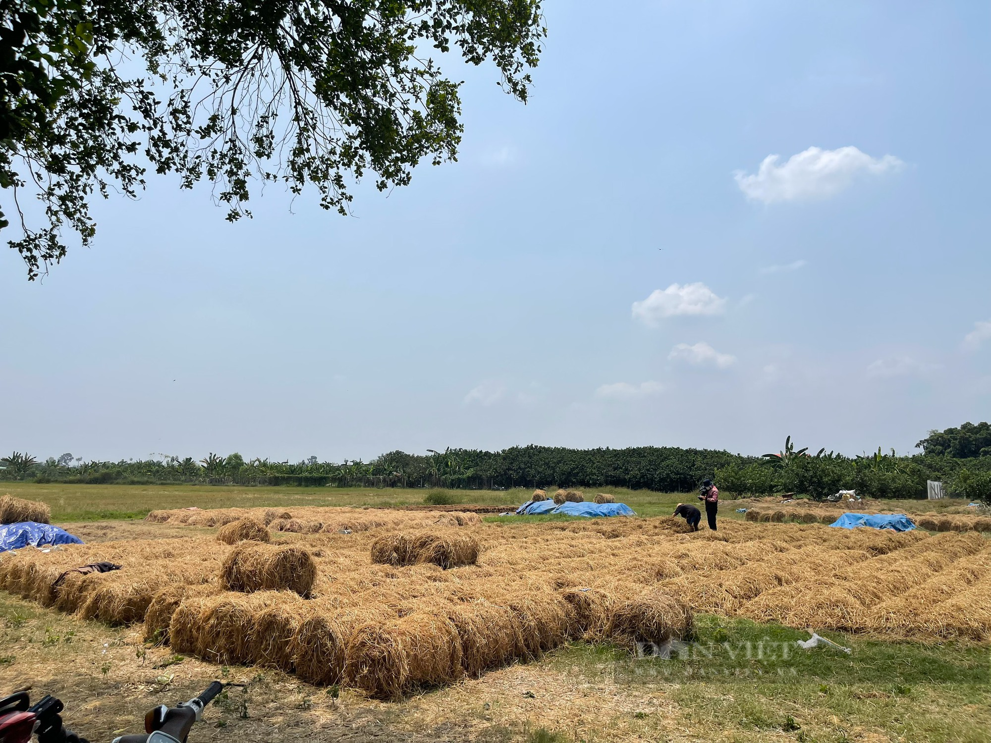 Bán rơm rạ, nông dân Đồng Nai thu về 2,5 triệu/ha - Ảnh 5.