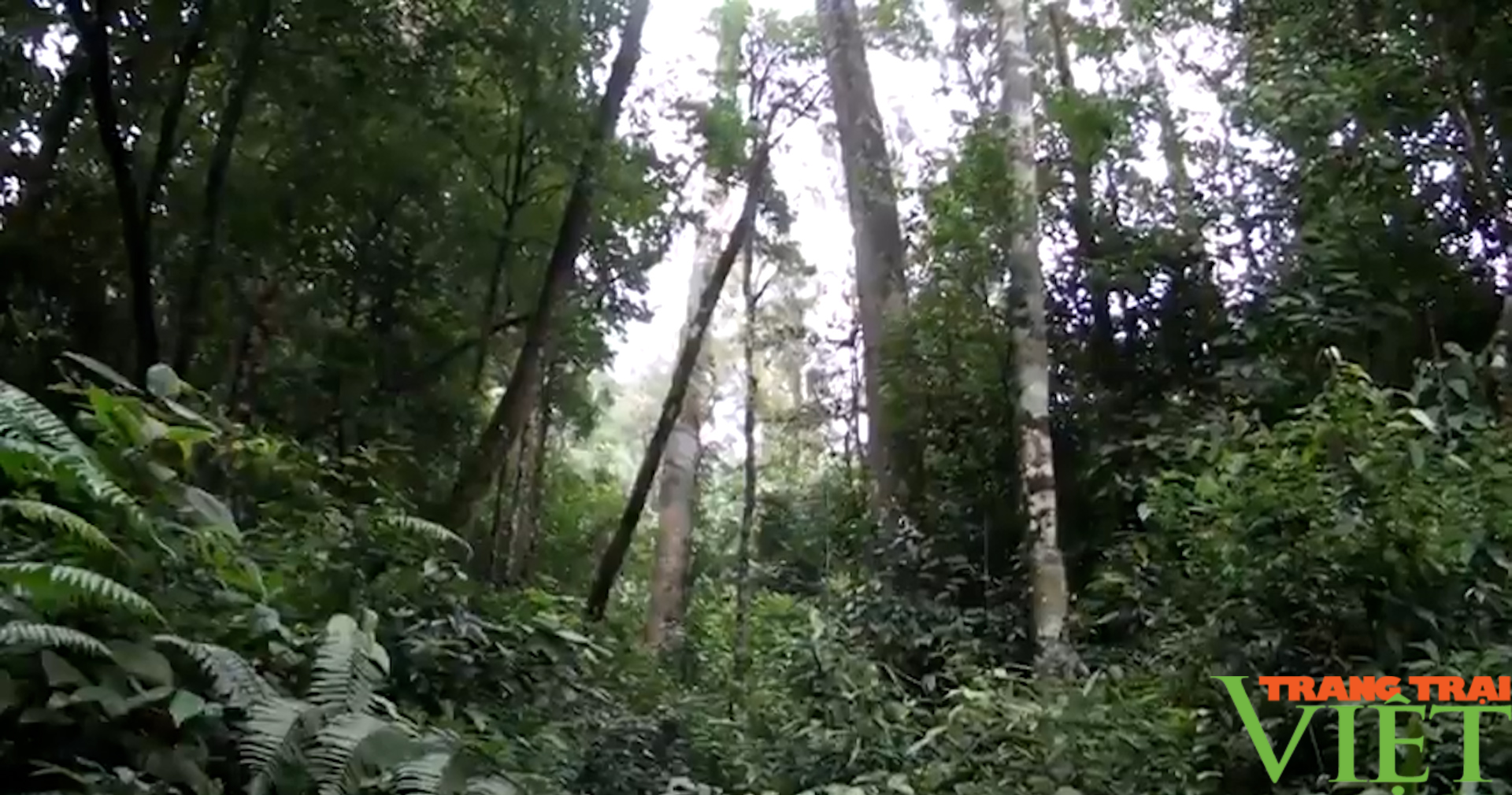 Quản lý, bảo vệ tốt diện tích rừng đặc dụng Tà Xùa - Ảnh 2.