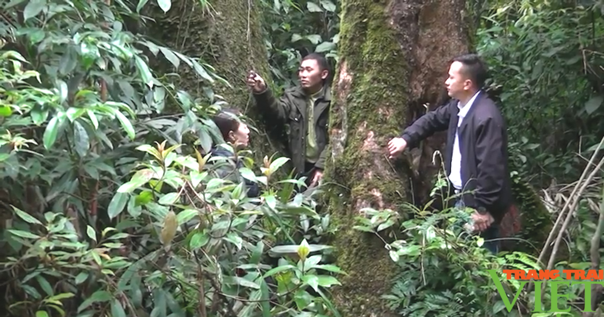 Quản lý, bảo vệ tốt diện tích rừng đặc dụng Tà Xùa - Ảnh 5.