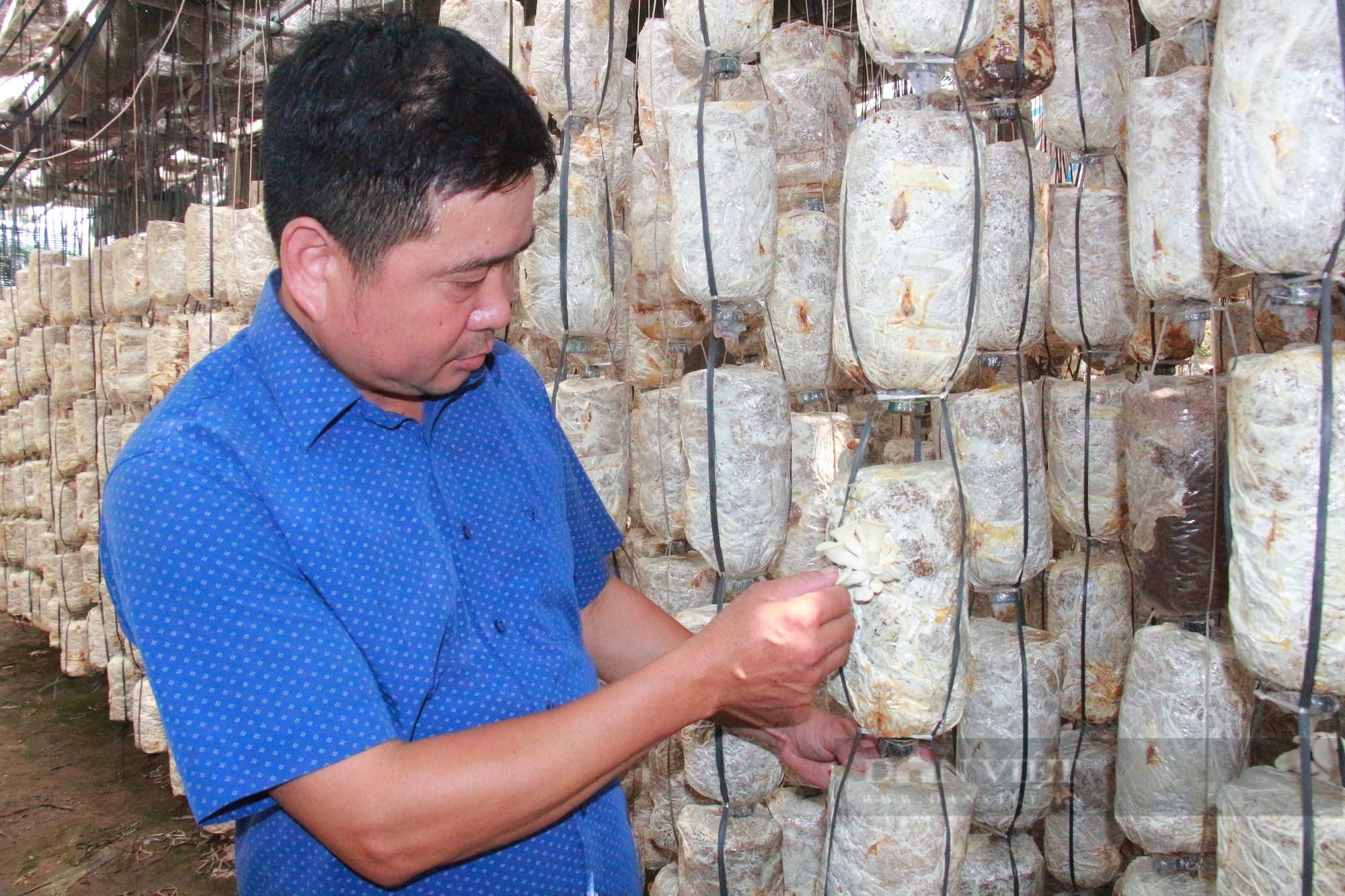 Một HTX sản xuất nấm sạch ở Nam Định vinh dự được Thủ tướng Chính phủ tặng Bằng khen - Ảnh 7.