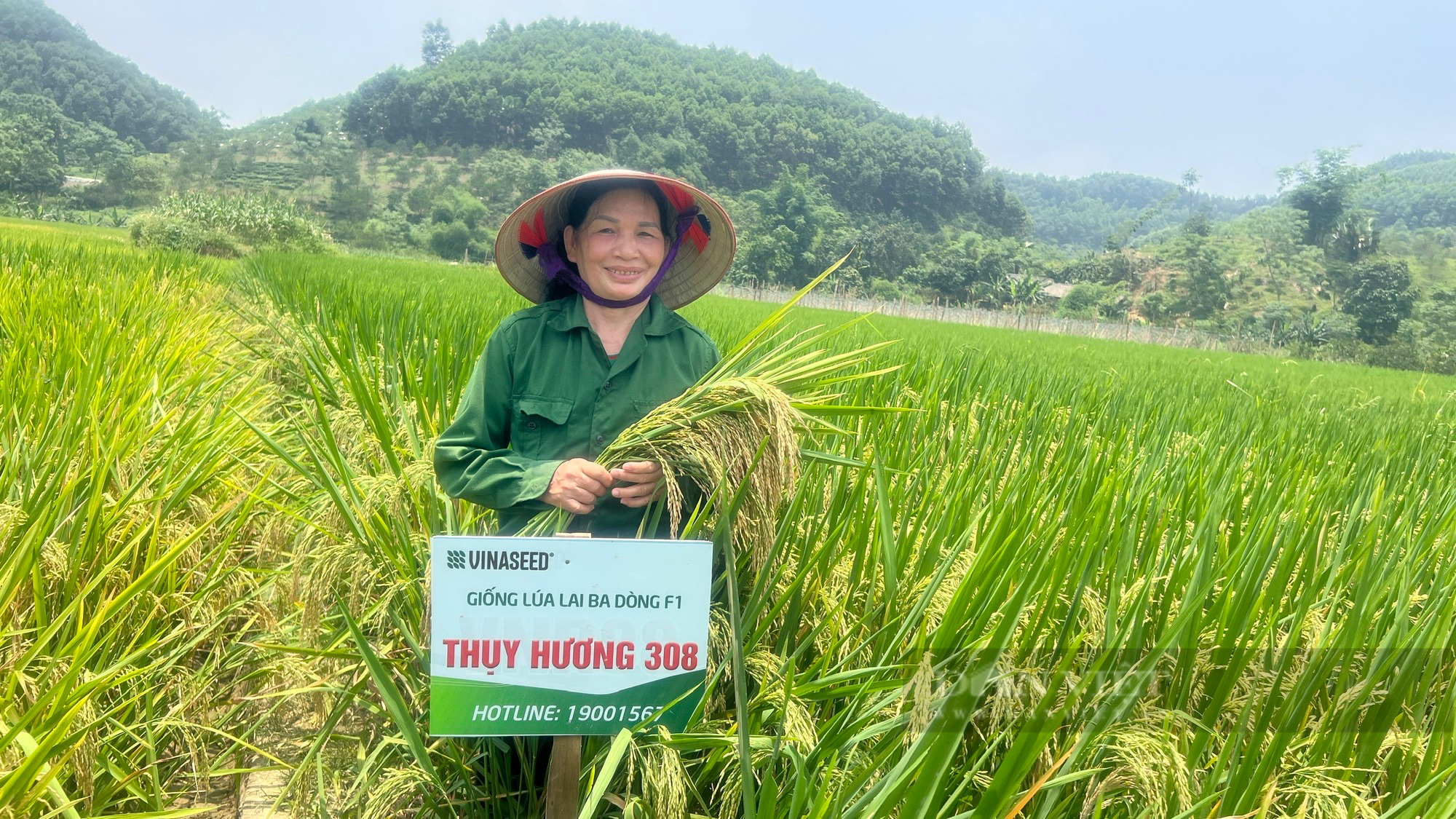 Thuỵ Hương 308: Giống lúa mới triển vọng cho vùng đất cách mạng Tuyên Quang - Ảnh 1.