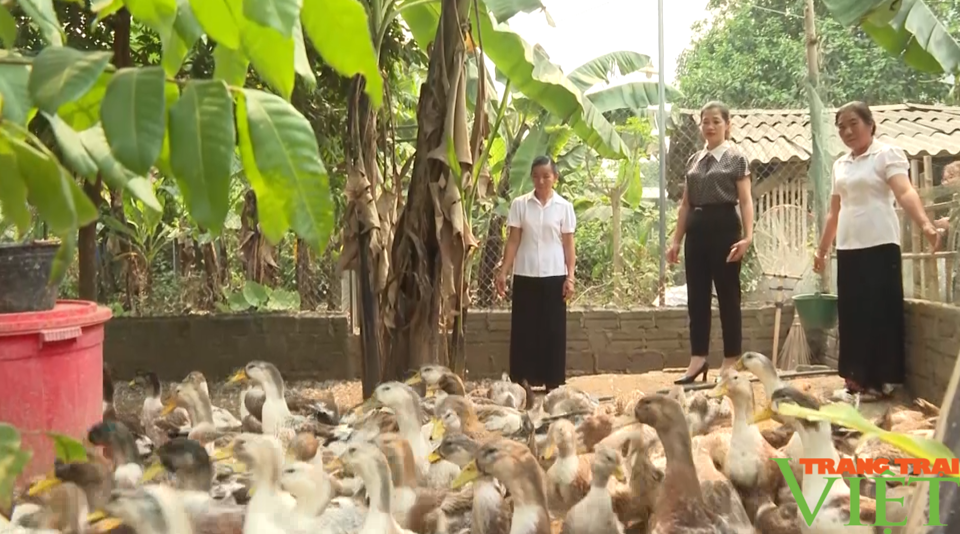 Nông dân xã biên giới ở Lai Châu làm giàu từ nguồn vốn ưu đãi của Chính phủ - Ảnh 3.