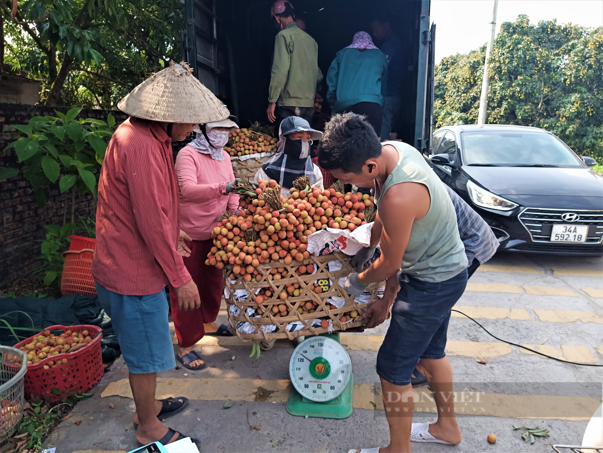Nông dân Thanh Hà – Hải Dương thu hoạch vải dưới nắng nóng, vải sớm  được giá cao, mệt cũng phấn khởi - Ảnh 8.