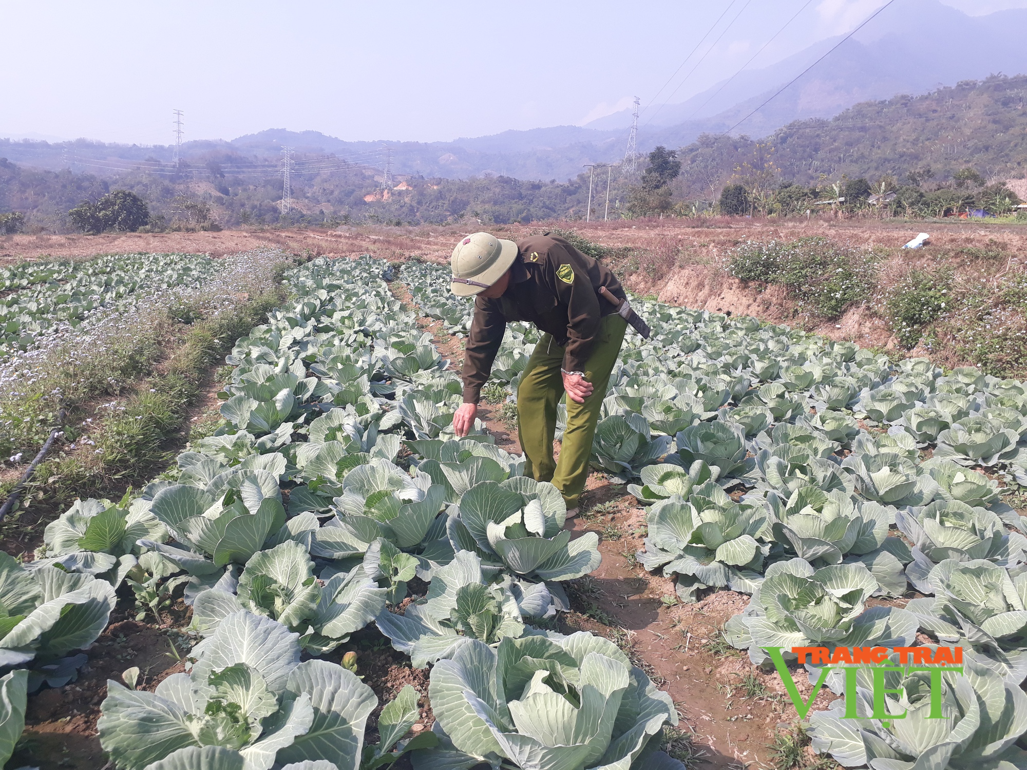 Thay đổi tư duy trong sản xuất nông nghiệp, nông dân Nậm Nhùn có thu nhập khá hơn - Ảnh 1.