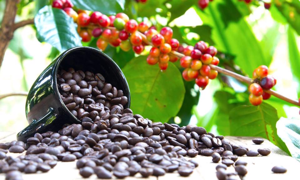 Giá cà phê hai sàn tiếp tục tăng, cà phê nội cán mốc 60.000 đồng/kg - Ảnh 4.