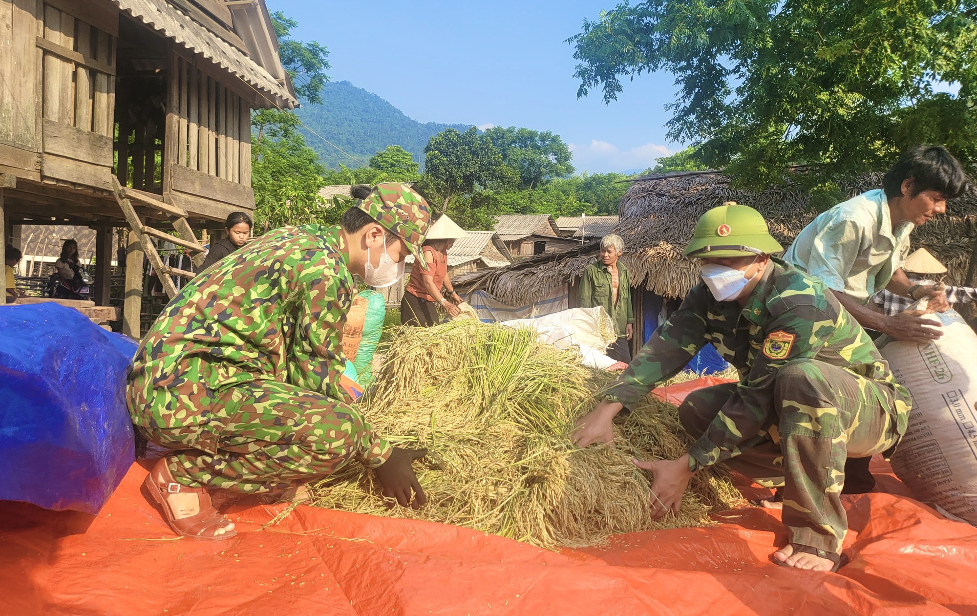 Quảng Bình: Bộ đội Biên phòng giúp dân bản gặt lúa dưới cái nắng &quot;như đổ lửa&quot; - Ảnh 4.