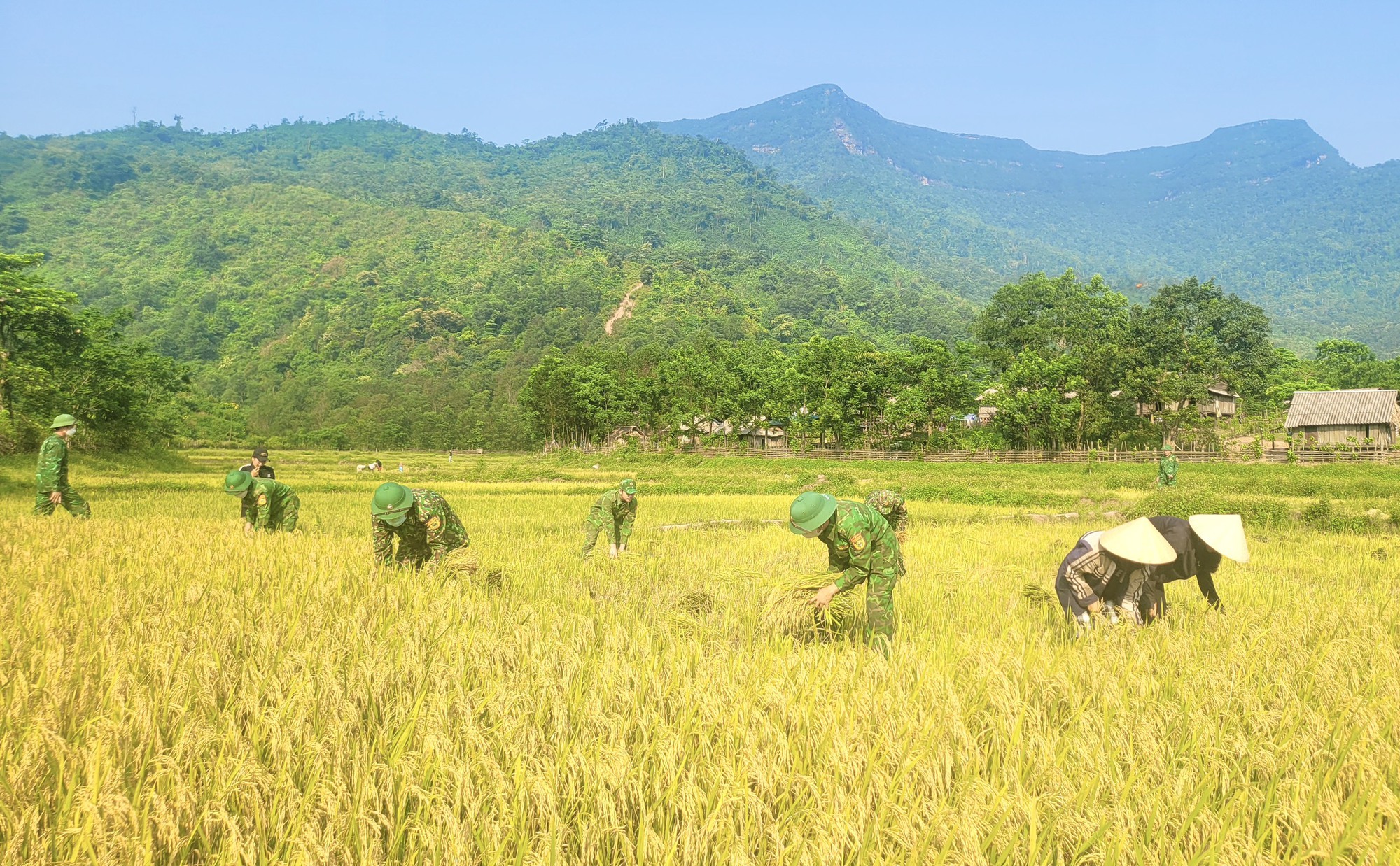 Nắng nóng như nung, bộ đội biên phòng Quảng Bình giúp dân bản gặt lúa chín vàng - Ảnh 2.